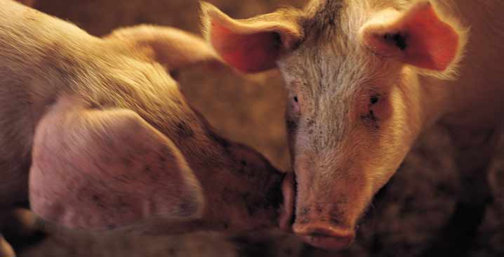 Not a pig